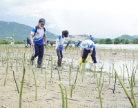 Viện Công nghệ Sinh học & Môi trường tổ chức trồng, phục hồi rừng ngập mặn tại TX. Ninh Hòa & TP. Nha Trang