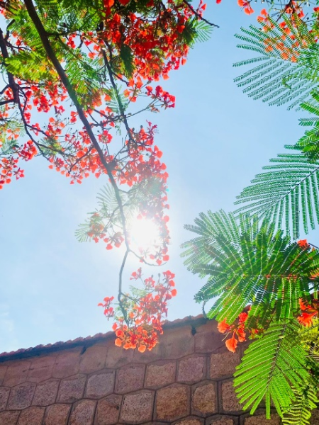 Đại học Nha Trang trong tôi