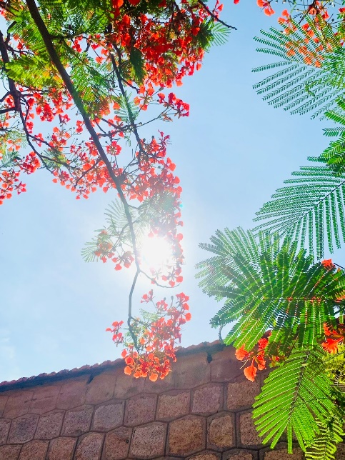 Đại học Nha Trang trong tôi