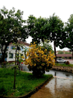 Gió sẽ đưa ta đến nơi cần đến